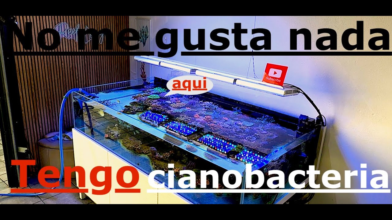 ATI Essentials SPS o Mixed Reef ? KH no sabe que quiere ! Corales bonitos pero con Cianos 4K