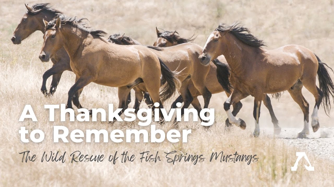 A Thanksgiving to Remember: Fish Springs Wild Rescue