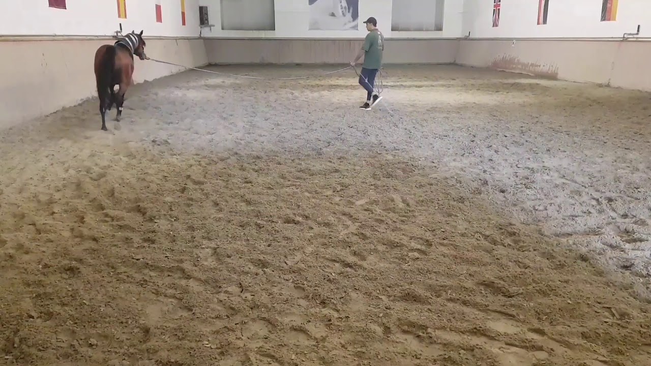 Arabian horse training video