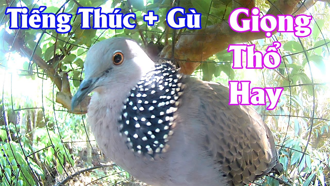Tiếng Chim Cu Gáy Mồi hay/chimmoi guhay cugaymoihaybaiban
