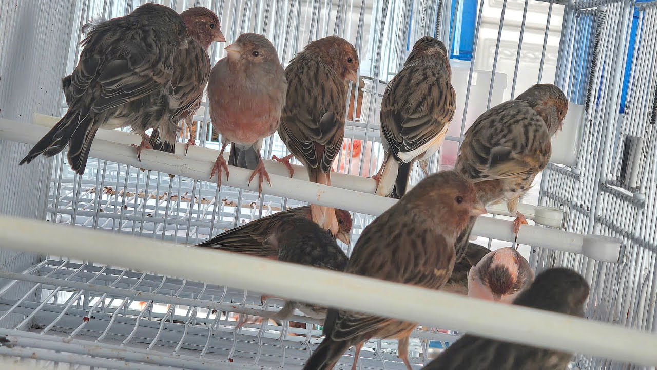 TRANSFERI OS CANÁRIOS PÉS-DUROS (SRDs) PARA O CANARIL PRINCIPAL.😃