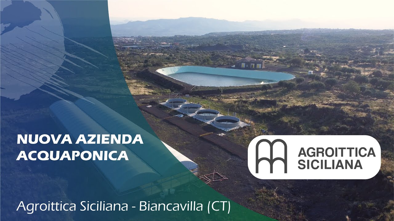 Agroittica Siciliana acquaponica e persico trota