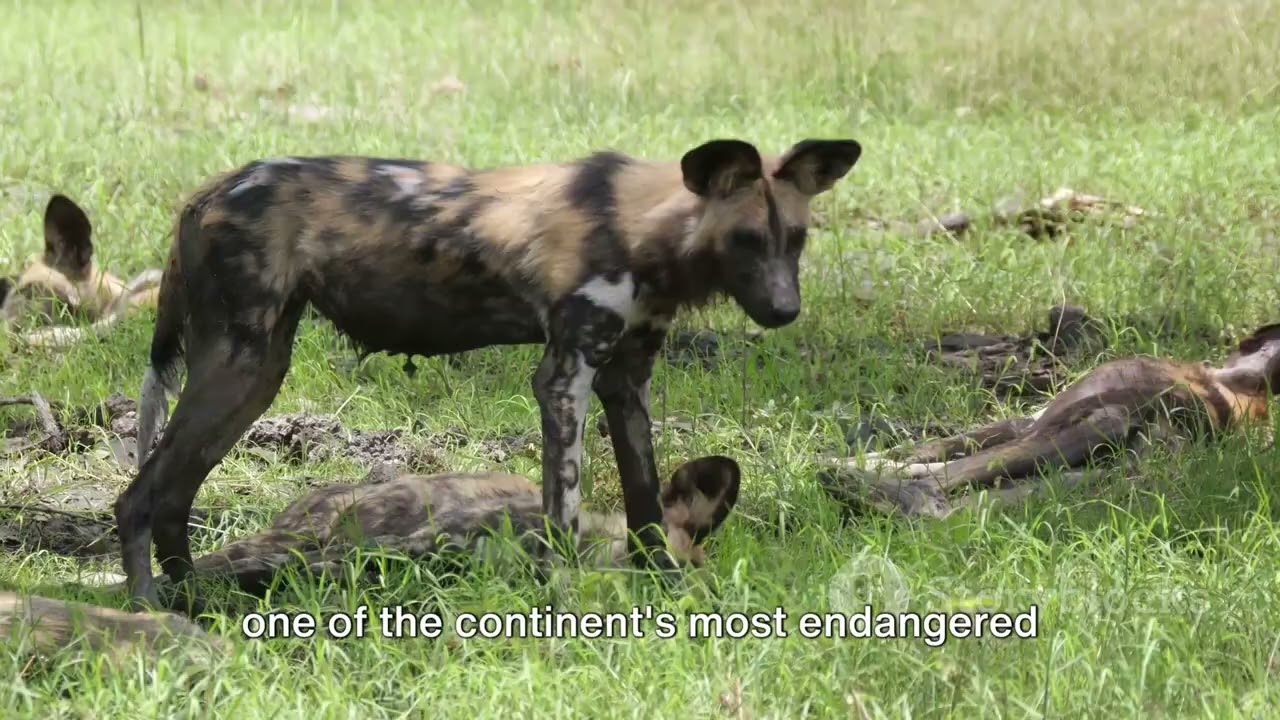 Togo's Fazao-Malfakassa National Park: Africa's Forest Gem
