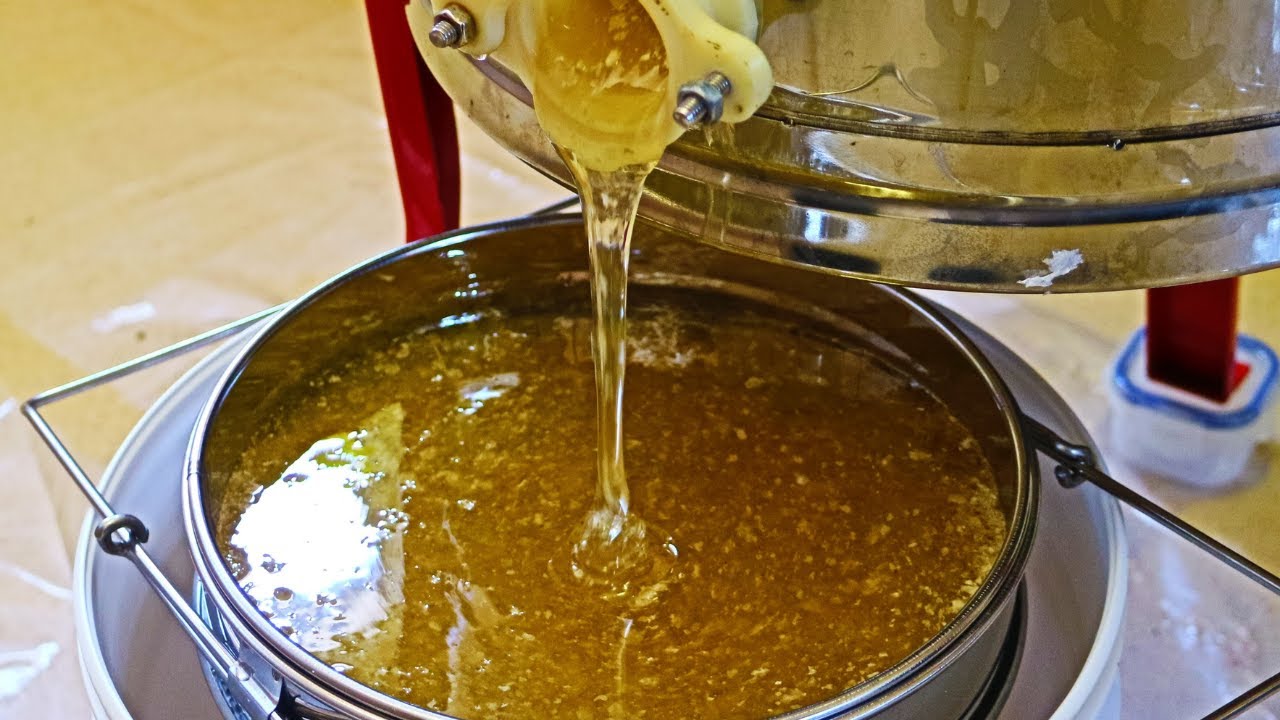 How To Harvest Extract PURE GOLDEN Honey First Honey Extraction of 2023 Batch 23/01 Beekeeping UK