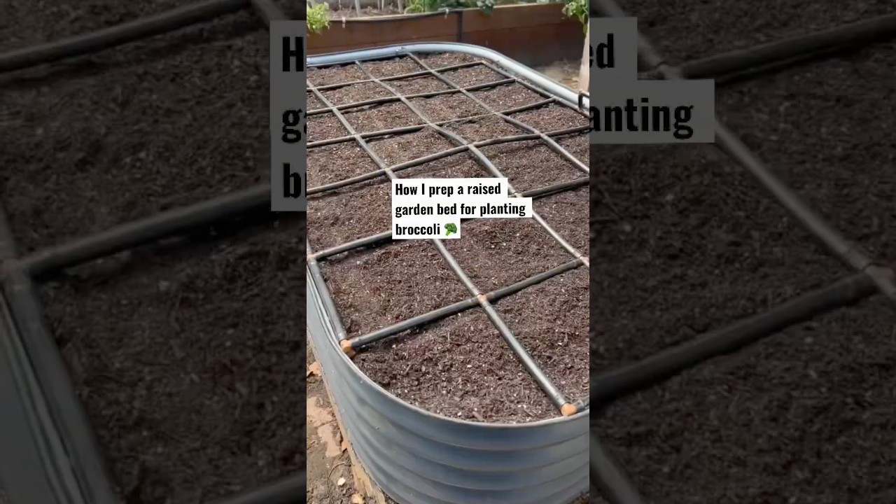 Prepping a raised garden bed for planting broccoli 🥦 #gardening #backyardgarden #gardeningtips