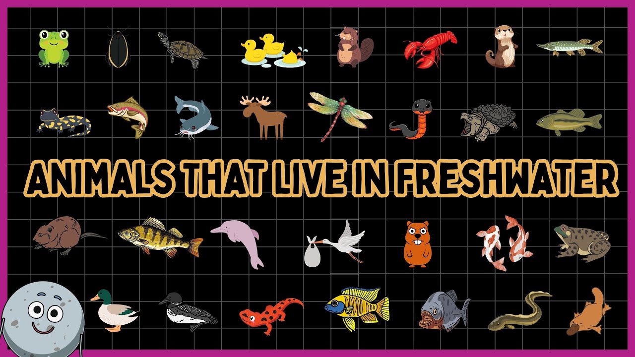 30 Animals That Live in Freshwater for Kids - Learn Freshwater Animals for Children