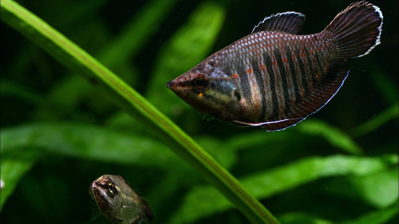 The samurai gourami have a new home in my Borneo inspired aquarium!