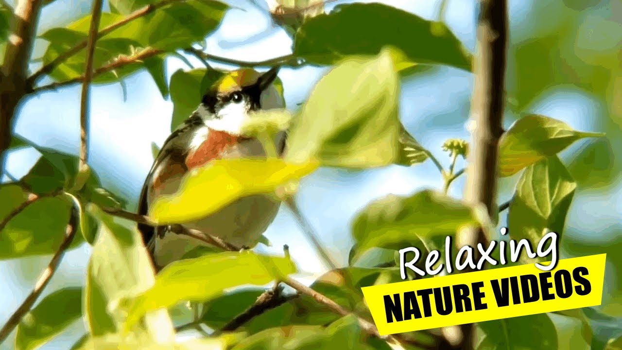 Immerse Yourself in the Magnificent Warbler Experience | Magee Marsh Wildlife Area