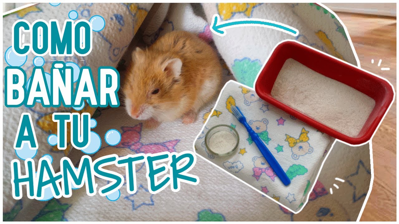 Como BAÑAR un HAMSTER