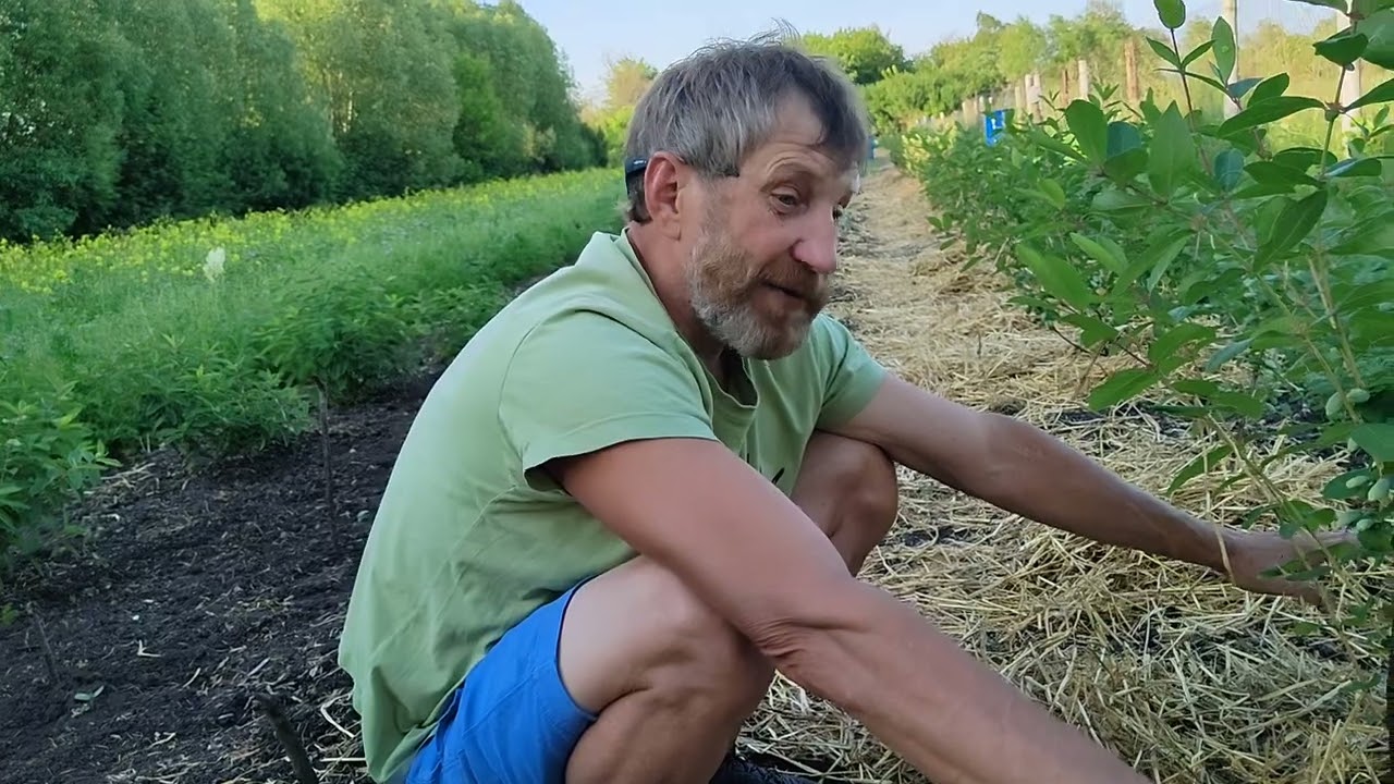 Купил органическую солому. Как я мульчирую жимолость. Вкус ягоды становится Фантастическим!!!