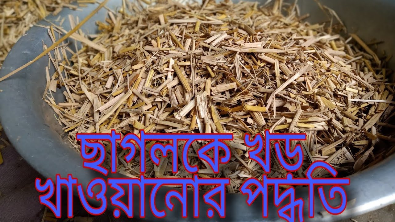 ছাগলকে খড় খাওয়ানো পদ্ধতি । শুধু খড় দিয়ে ছাগল পালন কি সম্ভব। #ashirbadagro #খড়দিয়েছাগলপালন