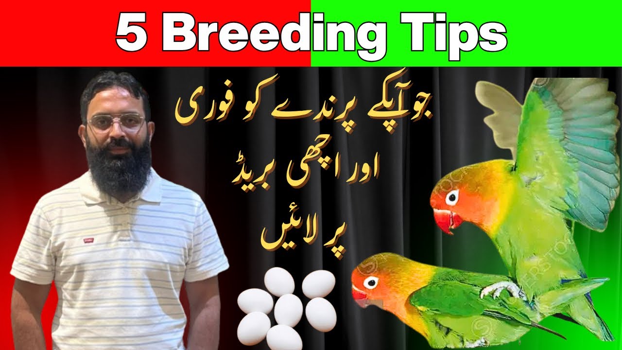 5 Lovebirds Breeding tips|| Season me Achi breed kese len?||Bird ko breeding Mode pr kese laen?||