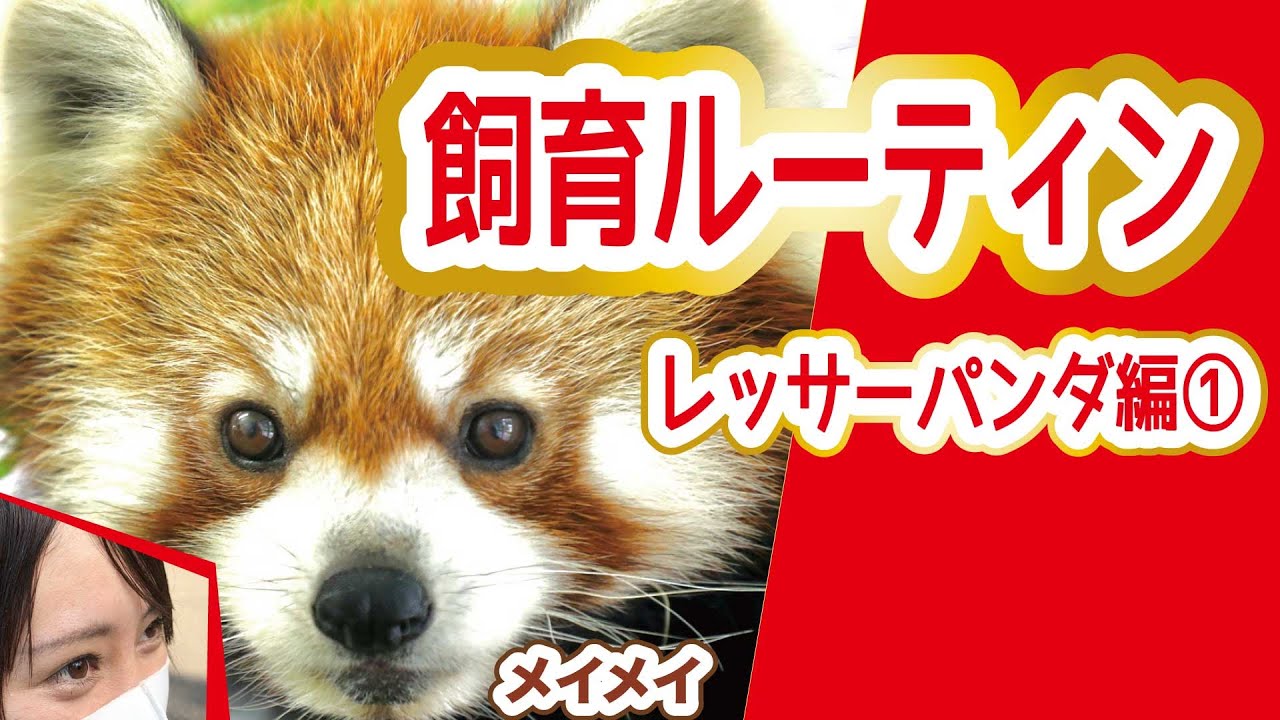 飼育係のお仕事ルーティン：レッサーパンダ編①【千葉市動物公園公式】