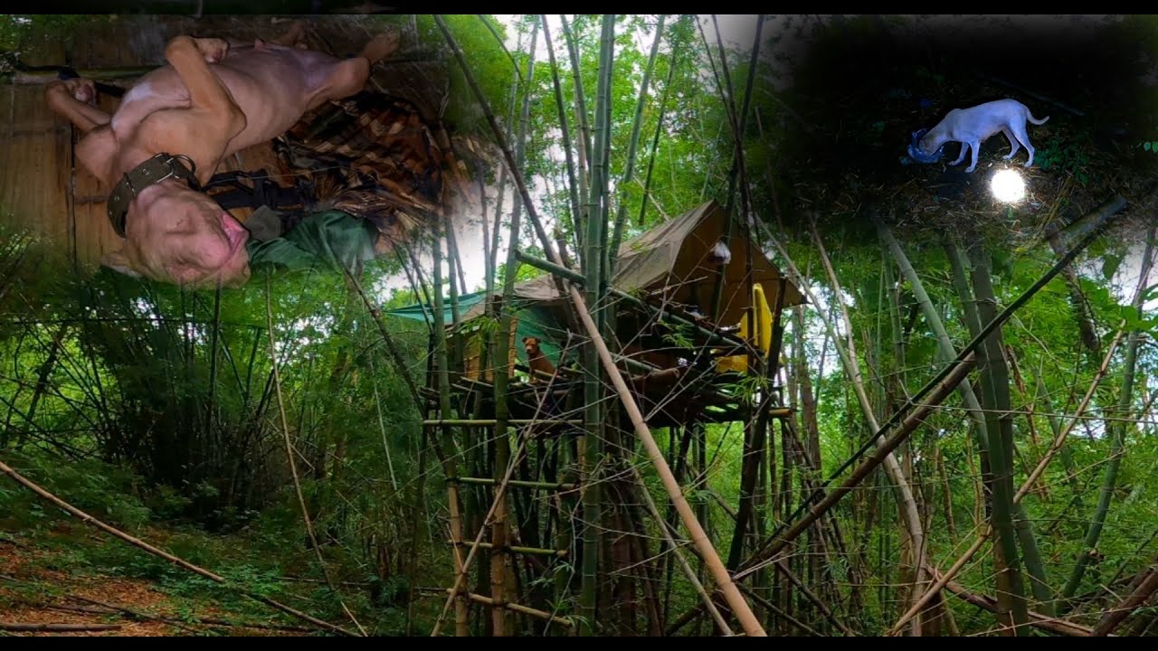 เก้งร้องดังมาก ไอเจ้าขาวมาหาตอนดึก บนที่พักส่องสัตว์เกือบ100%แล้ว