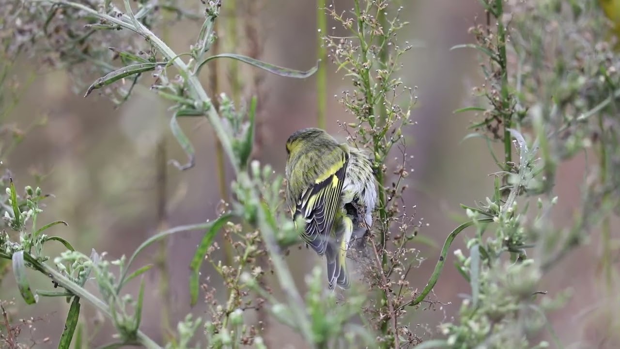 マヒワの採餌 秋田県 2025.10.19