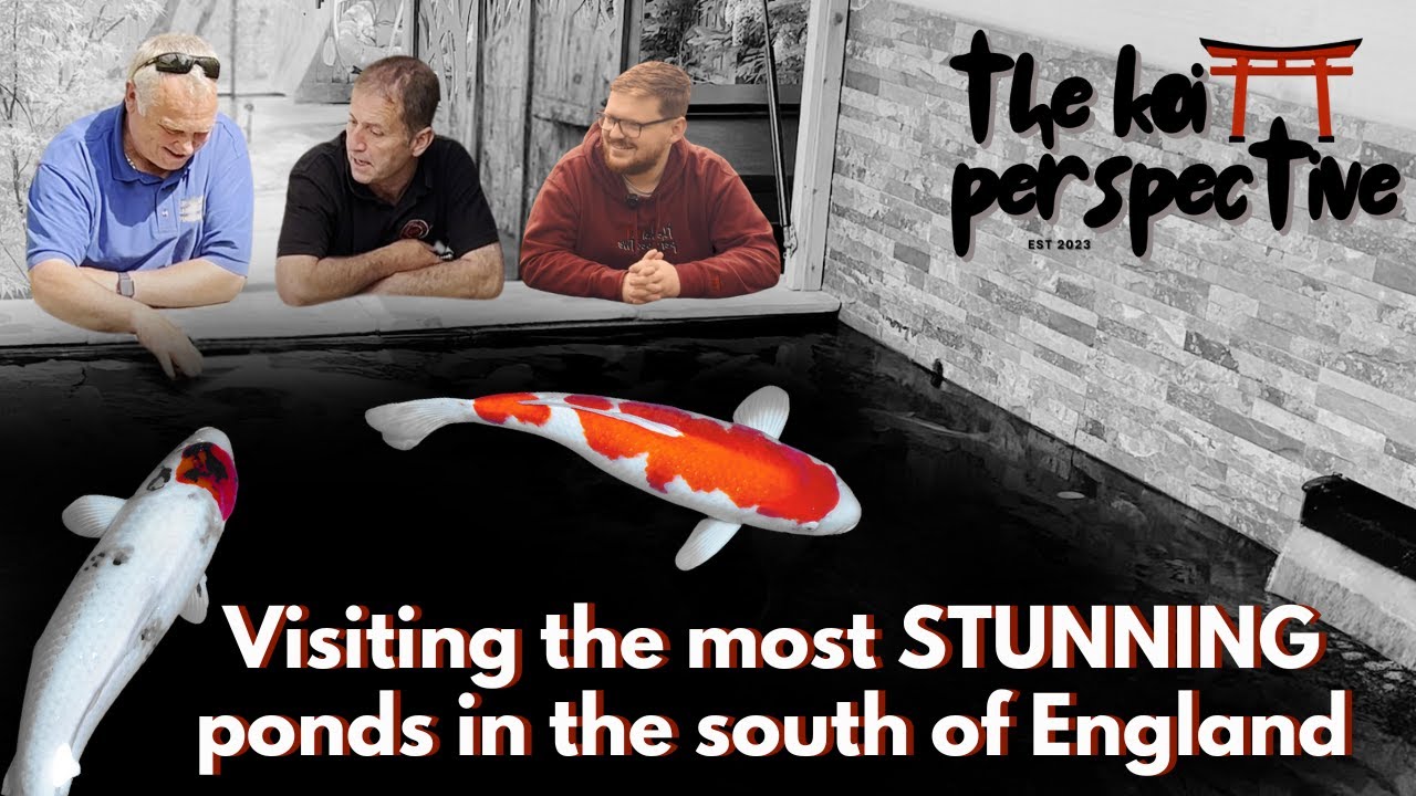 SNEAK PEEK!!! - Visiting the most STUNNING Koi Ponds in the South of England!