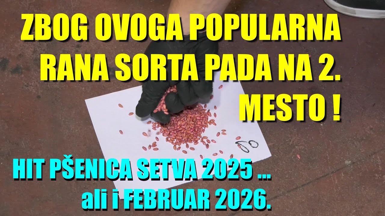 Setva P&Scaron;ENICE - NOVE sorte OTPORNOST na bolesti postalo pitanje BROJ JEDAN - prinos - kvalitet