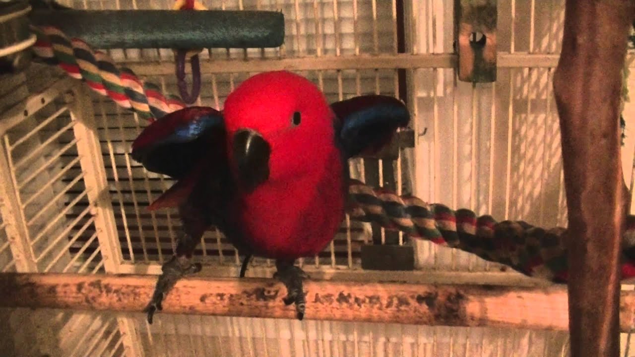 Jenny, the eclectus parrot dancing and talking