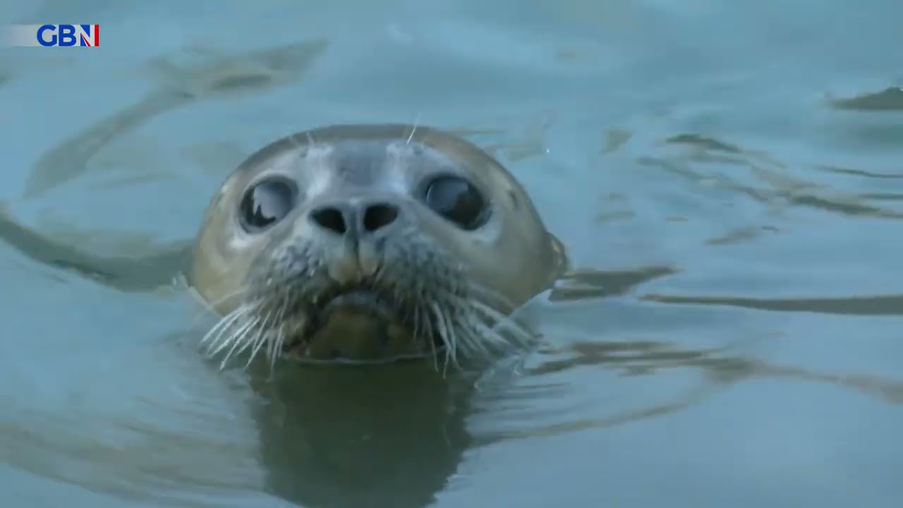 Eight seal pups rescued in Norfolk after storm Arwen