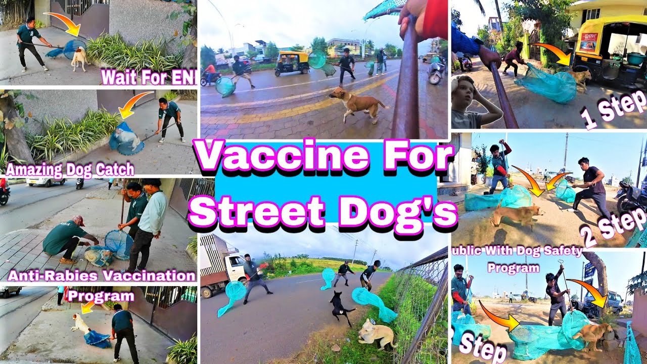 Nepali Team Street Dog Catching | Amazing Dog Catch | Vaccine For Street Dog #vlog #dog #vaccine 