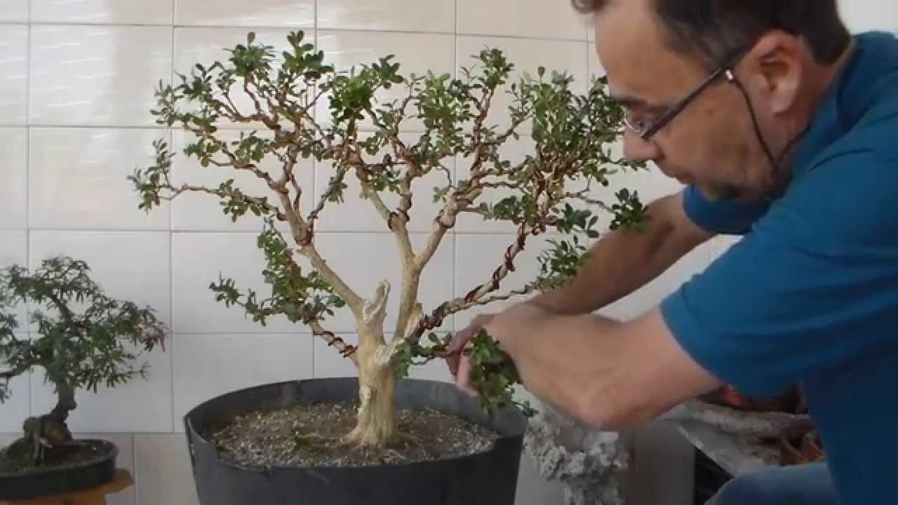 Bonsai Avaré - Buxinho