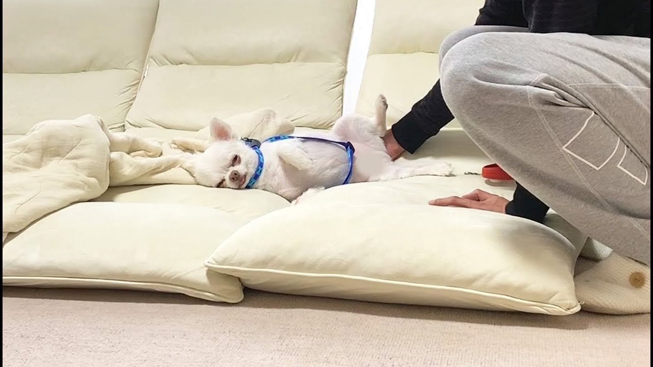 散歩に行きたくない犬の清々しい程の開き直り！ハーネスを外すと・・・チワワのコハク【DOG VIDEO】