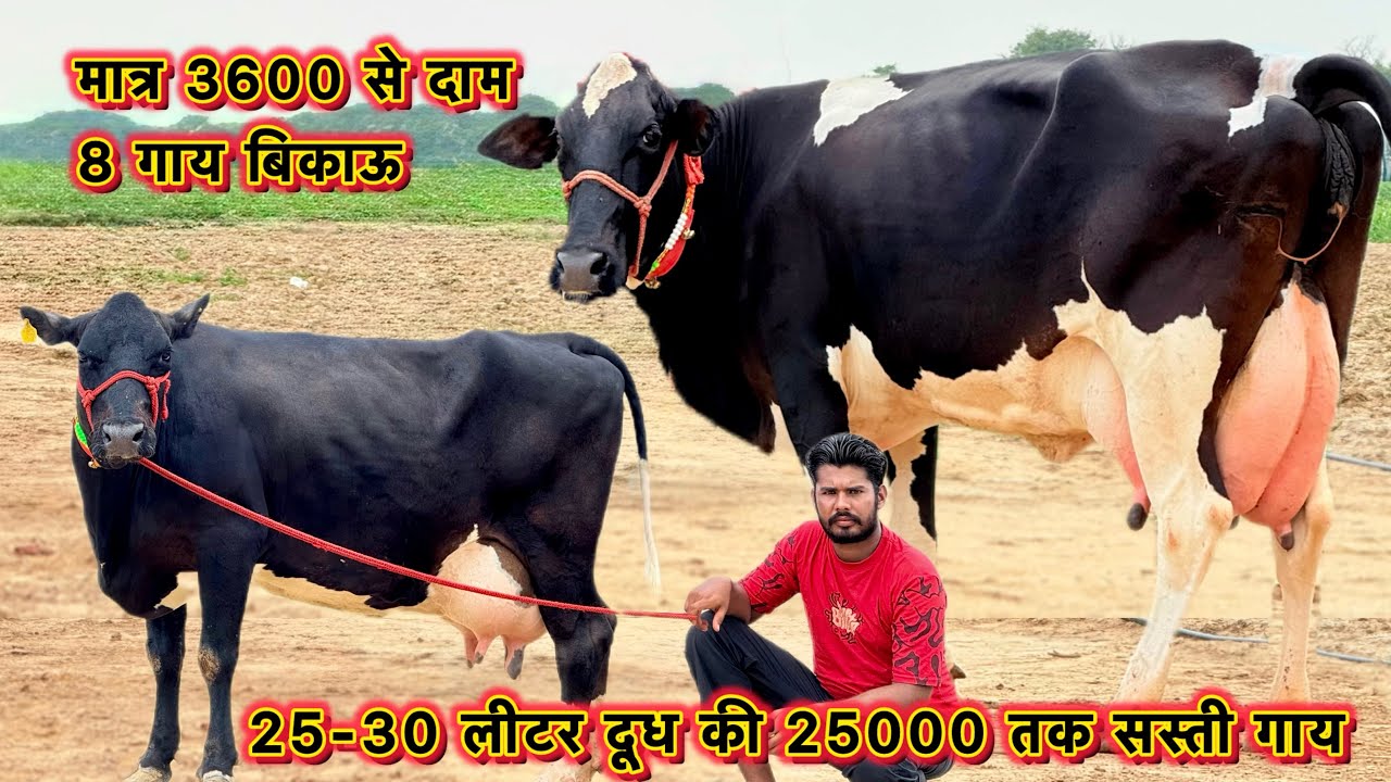 36000 से दाम👌25-30 लीटर दूध कांटे तोल का,8 गाय बिकाऊ👍सबसे सस्ता फ़ार्म👌Lowest Price Cows For Sale 