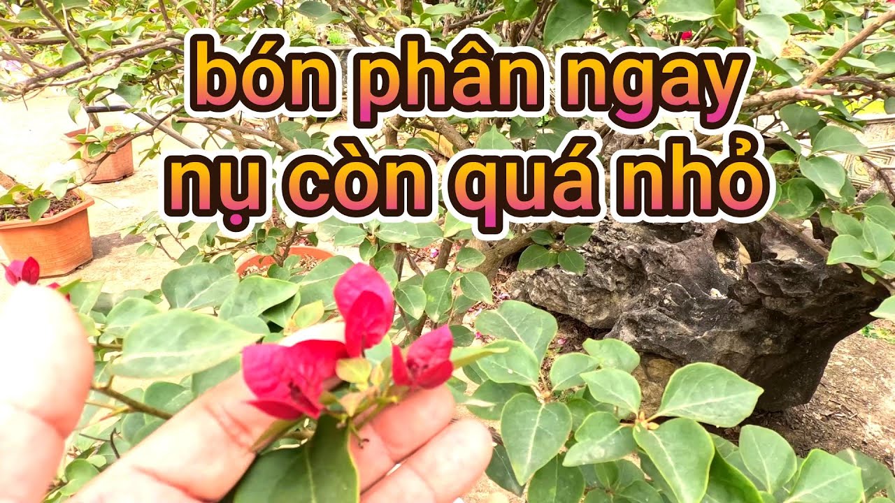 làm hoa tết mà nụ còn quá nhỏ. bón phân này ngay để hoa còn kịp chơi tết