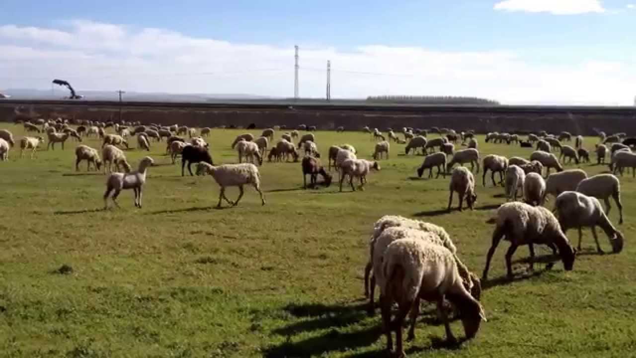 Los últimos cabreros