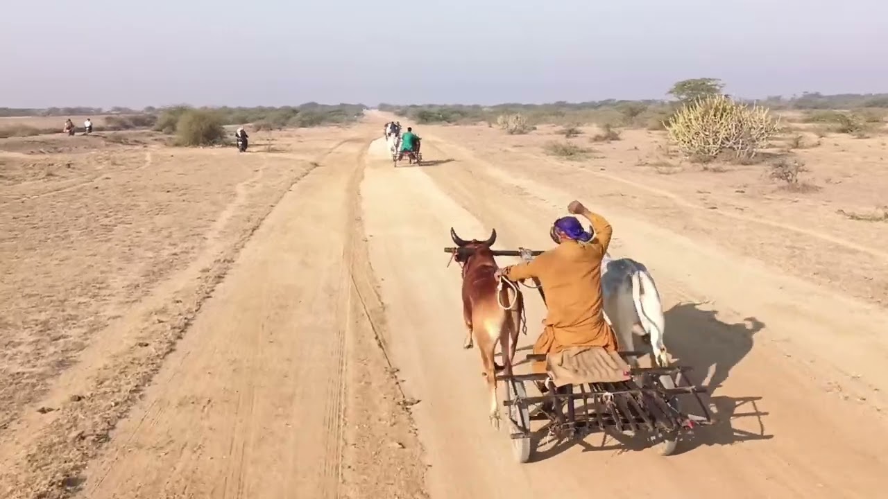 Rodasar bull 🐂🐂 race