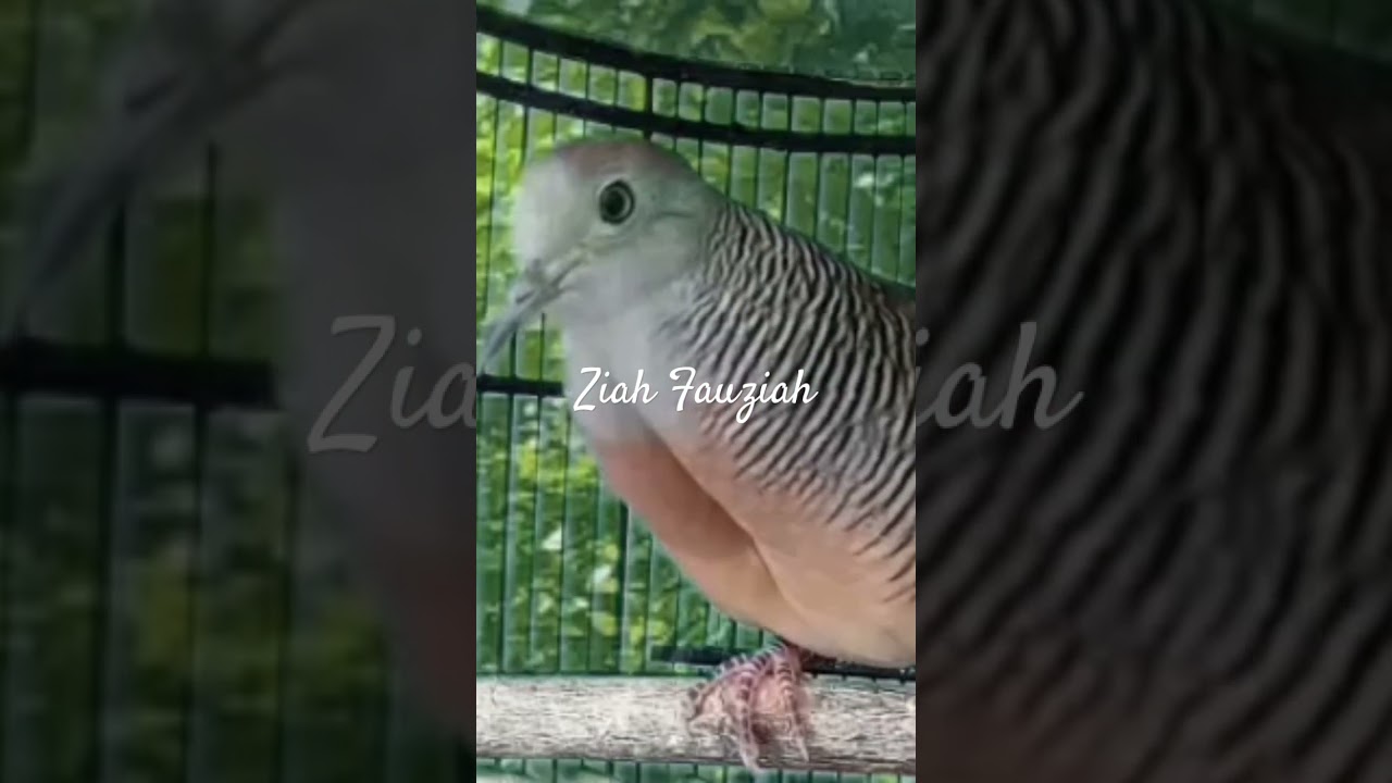 Suara Perkutut Bangkok Betina Memanggil jantan #shorts