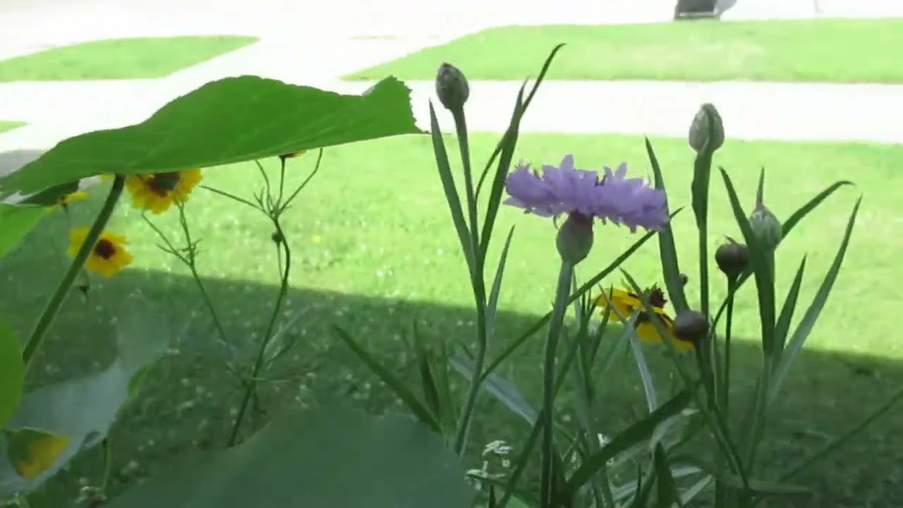 Update on front rail planter 6-29-20
