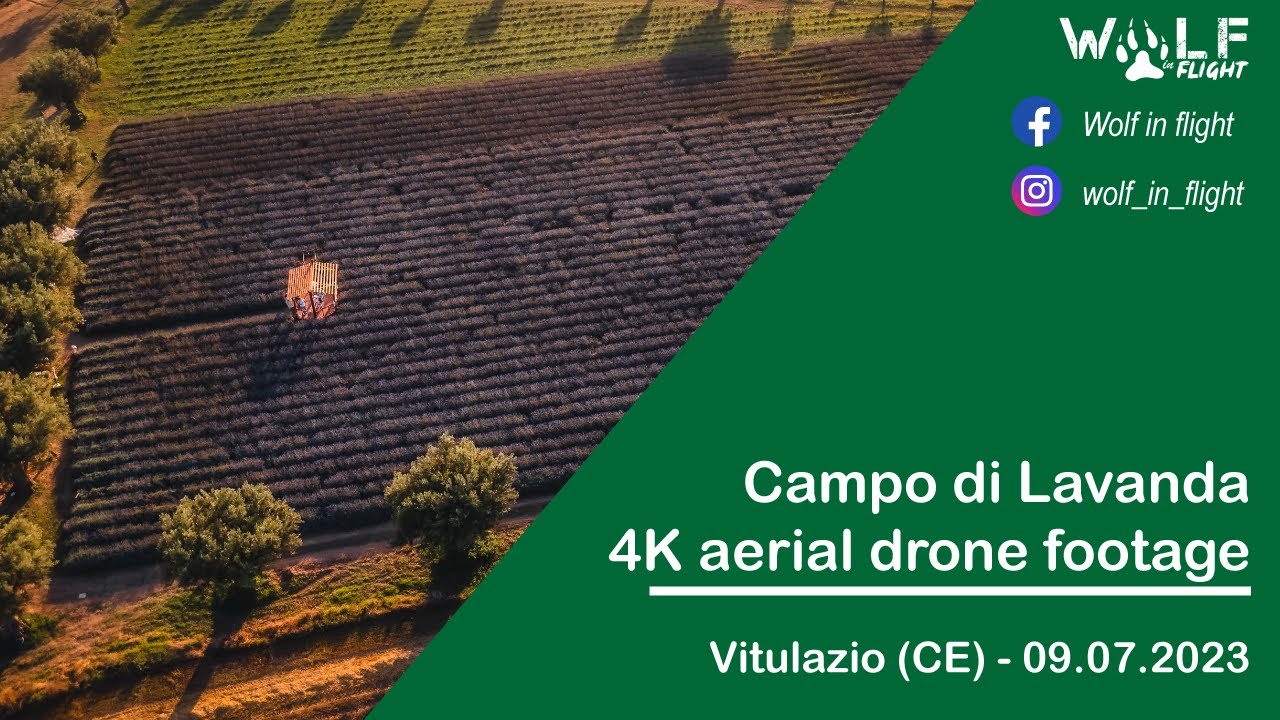 Profumi e colori della lavanda - Vitulazio (CE) - 4K aerial drone footage
