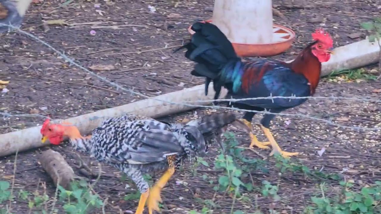 Albert desde Estados Unidos me pidió que le grabará su machero para ver los pollos 