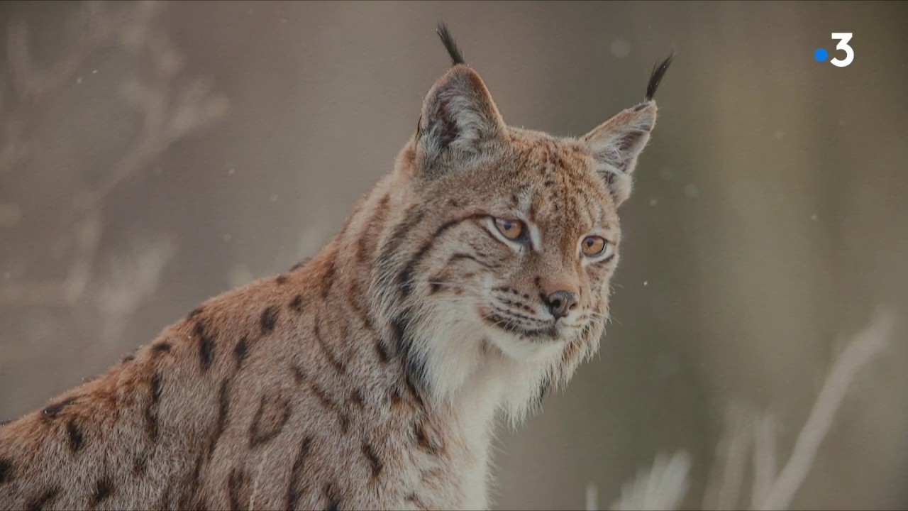 Naturae : Les plus belles images de nature en Franche-Comté en 2019