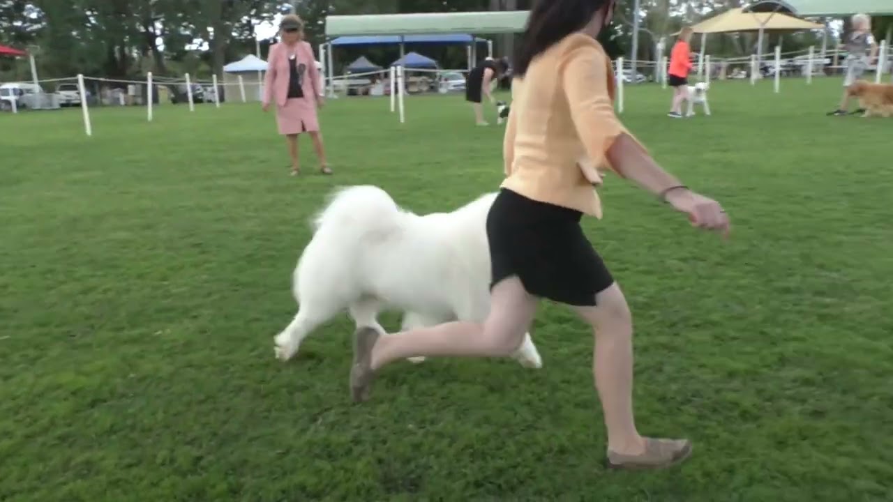 10 April 2022 Gundog & Heavy Breeds Championship Show