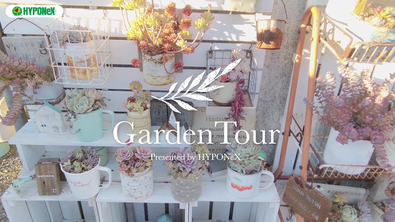 🕊Garden Tour🕊78：日当たりの良い平屋の軒下部分を多肉植物ガーデンにした、プランターや雑貨や古道具とのディスプレイにこだわったお庭