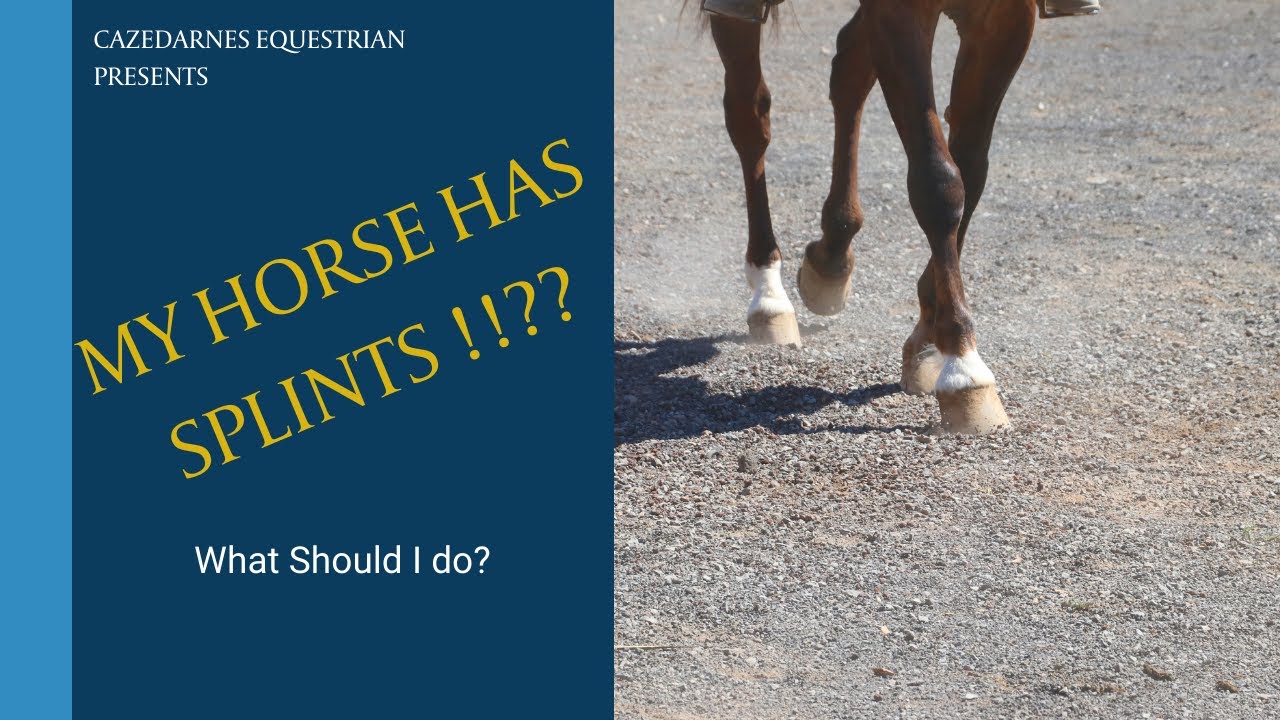 My Horse has SPLINTS - What should I do