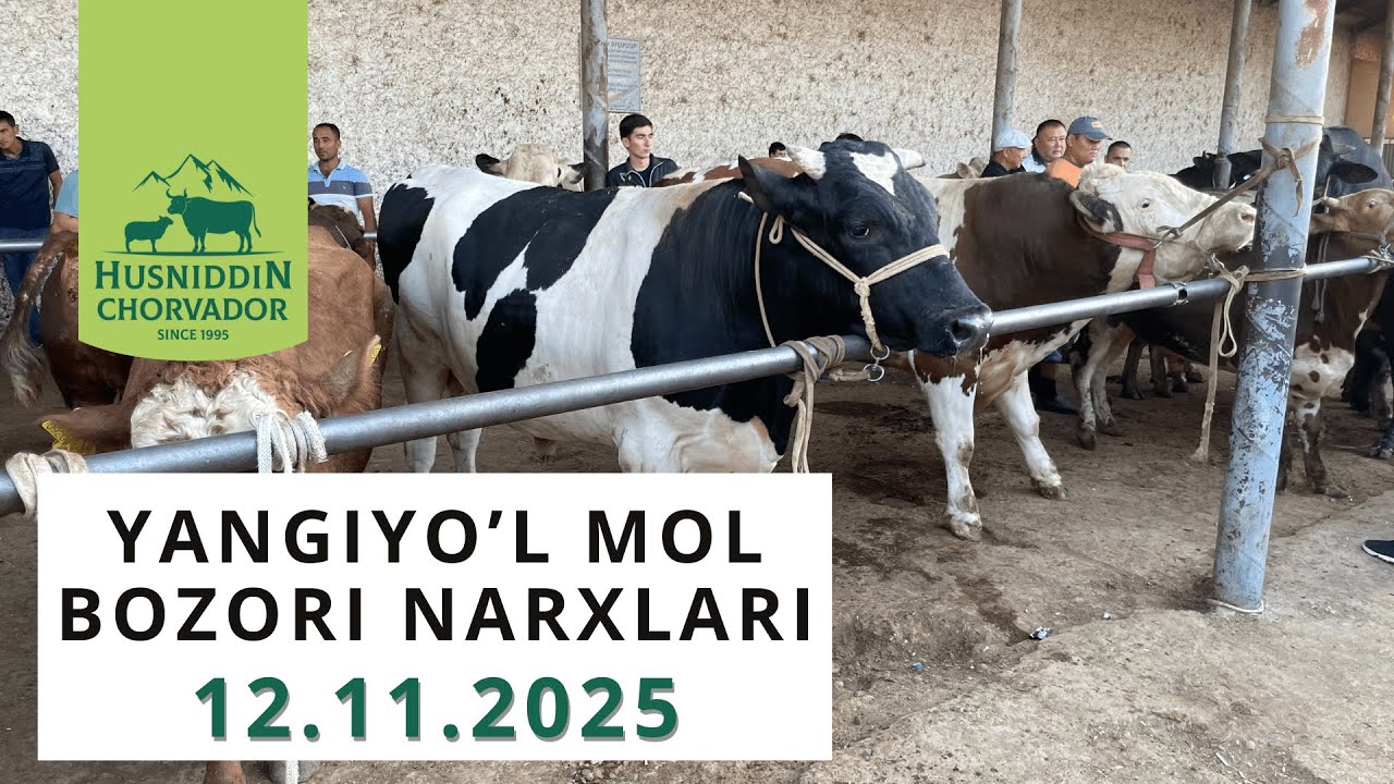 Yangiyo'l Mol Bozori - Buqalar narxi 12.11.2025