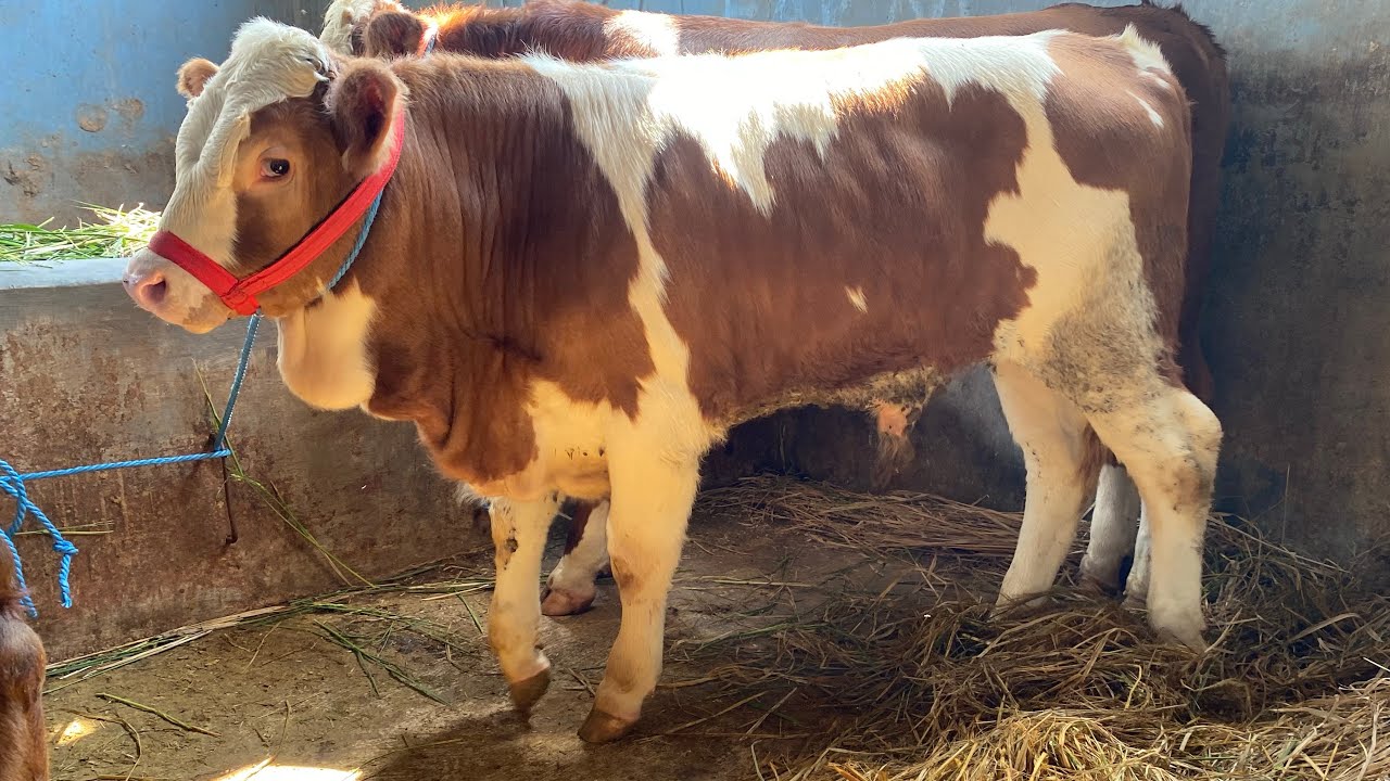 MALBOR LANGKA KAKI BESAR‼️BELGIAN BLUE JUGA READY Stok Pedet Riza Andi Farm🔥