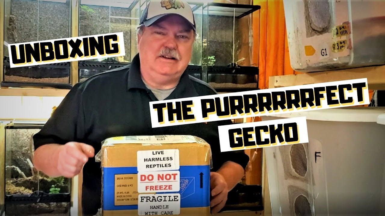 Unboxing The Purrrrrfect Gecko  |  Aeluroscalabotes felinus  the Cat Gecko