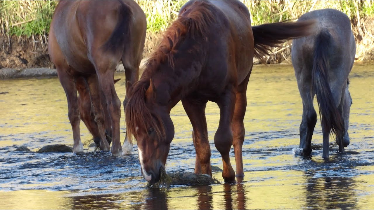 Salt River Wild Horses