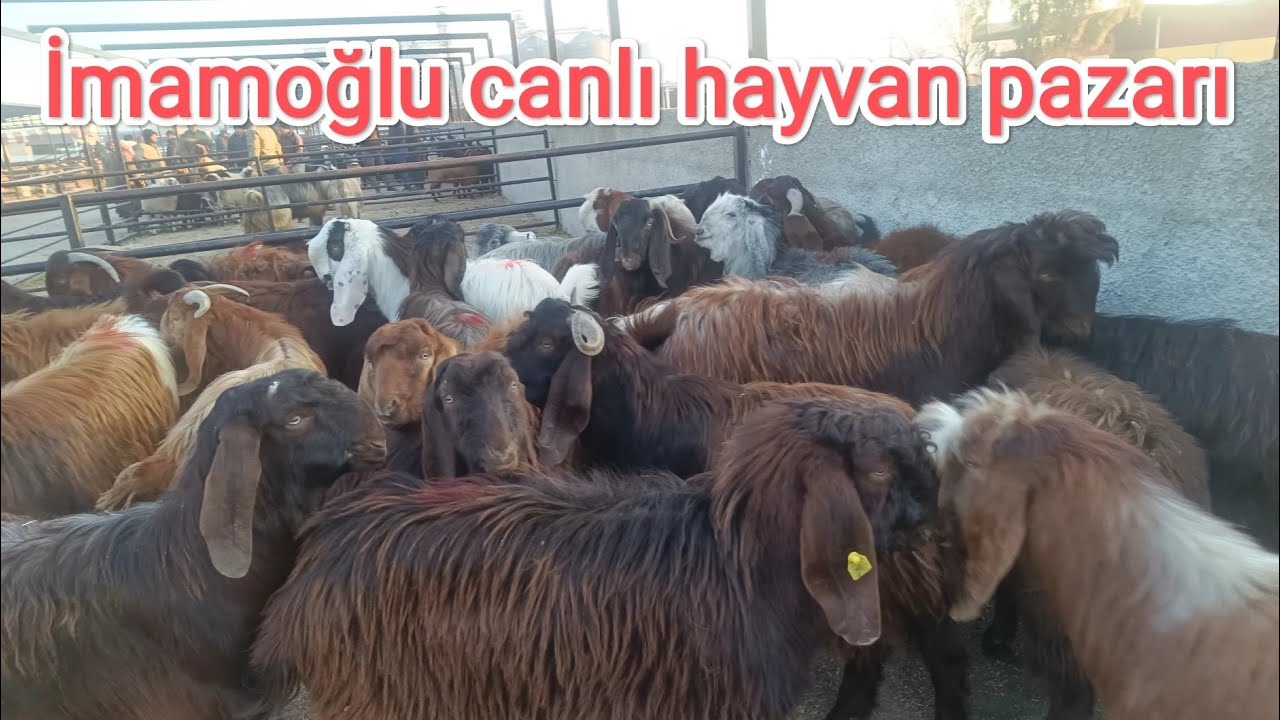 25 Şubat salı Adana İmamoğlu canlı hayvan pazarı.
