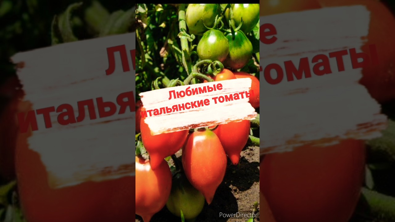 🍅 Лучшие итальянские томаты #томаты #помидоры #рассада #shortvideo