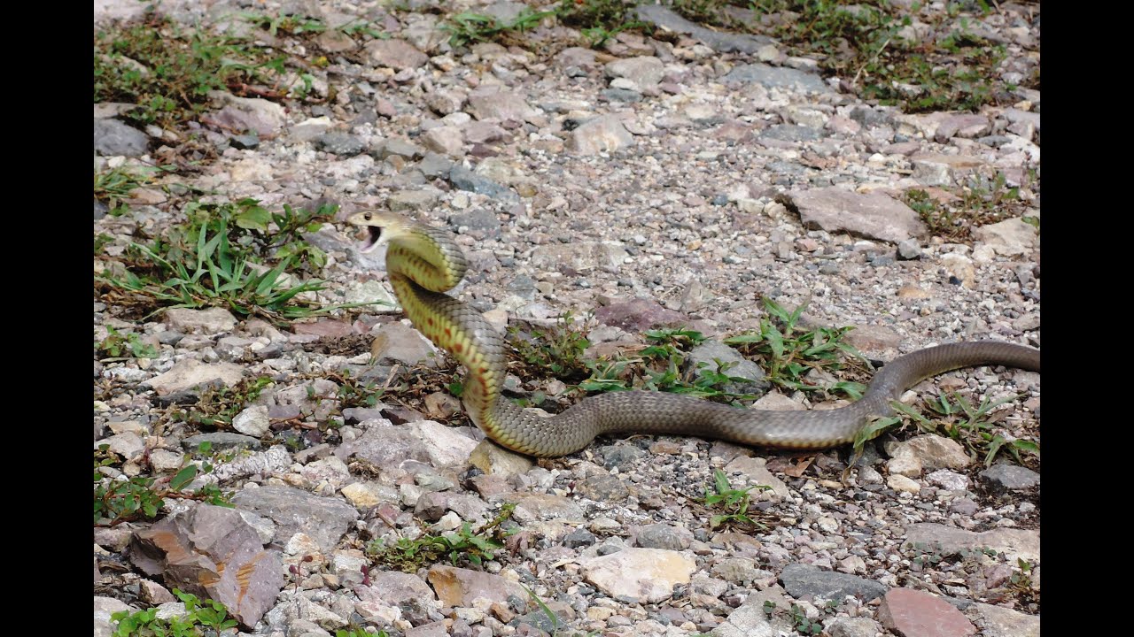 Chased by an Eastern Brown Snake...The Real Truth