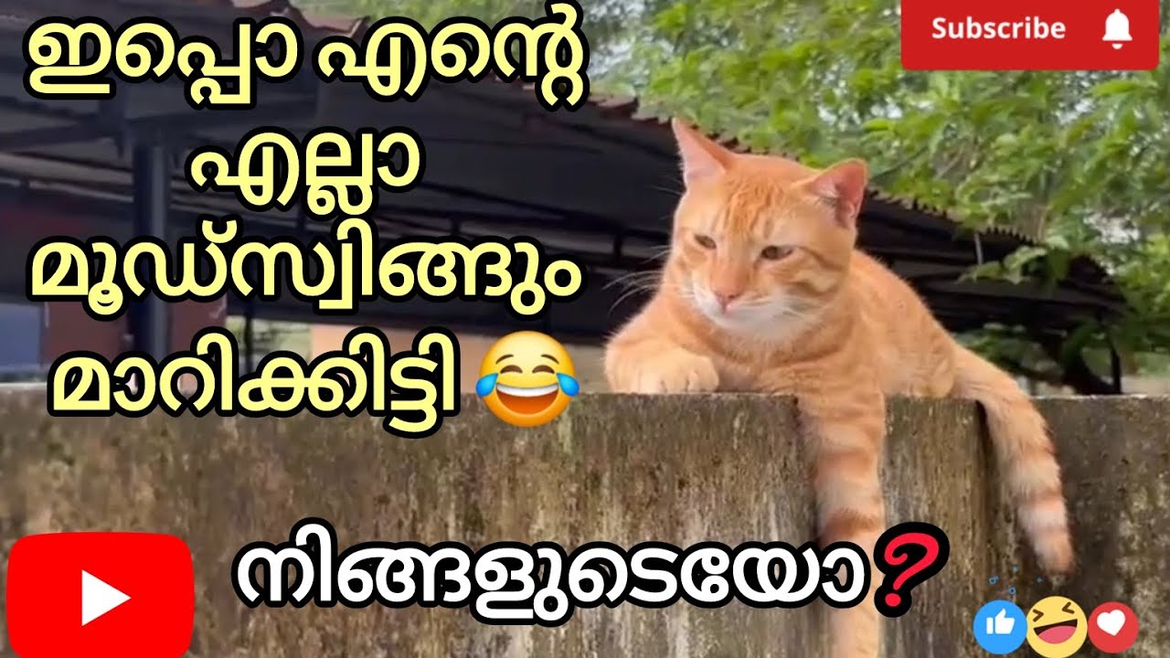 ഇപ്പൊ എന്റെ എല്ലാ മൂഡ്സ്വിങ്‌സും മാറി 😂നിങ്ങളുടെയോ?