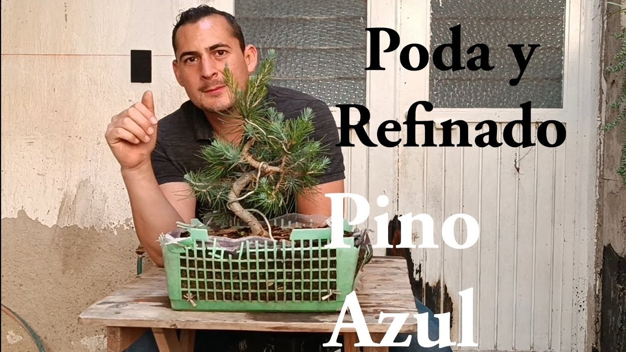 Pino Azul, pre Bonsai. Poda y Refinado.