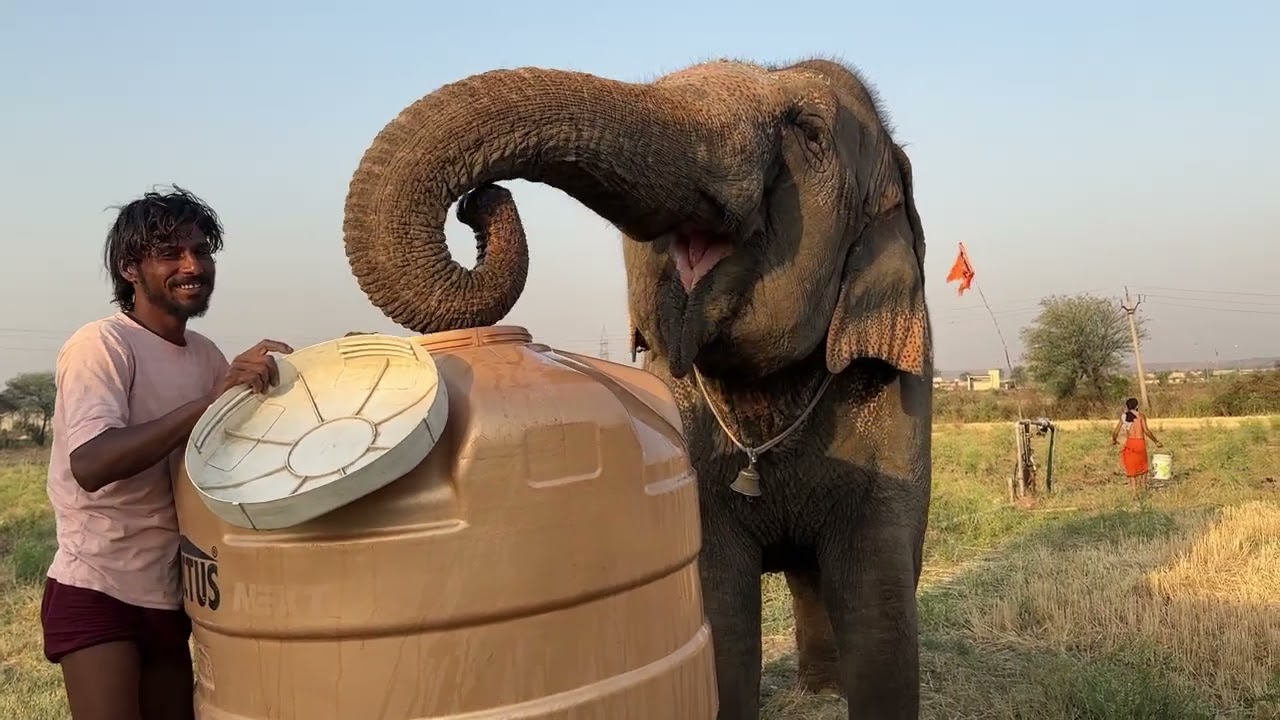 Dosto Aaj हाथी Maharaj ko Nala Diya aur Pani Vi Pila Diye जय हो हाथी 🐘 महाराज की #trending #elephant