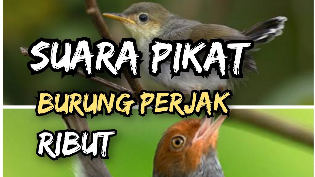 suara pikat burung perejak ribut #suarapikatburcil