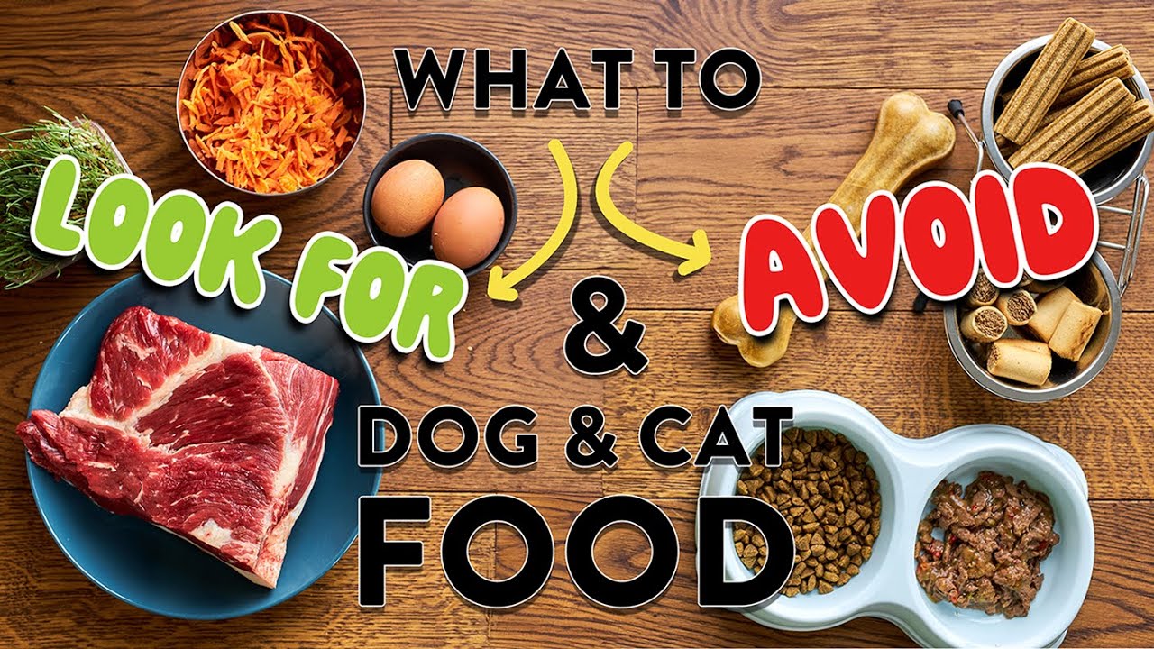 Dr. Judy's Pet Food Criteria | FAQ's What & Why